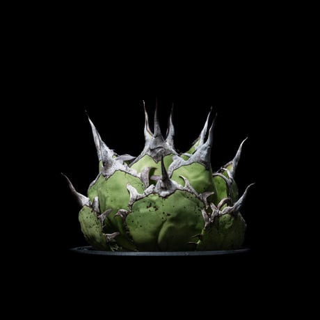 CATEGORY チタノタ ハデス | Ducks ( plants. )