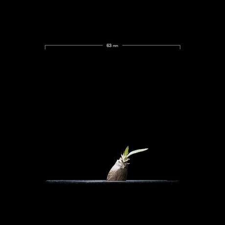 パキポディウム グラキリス / Pachypodium rosulatum var. gracilius #16