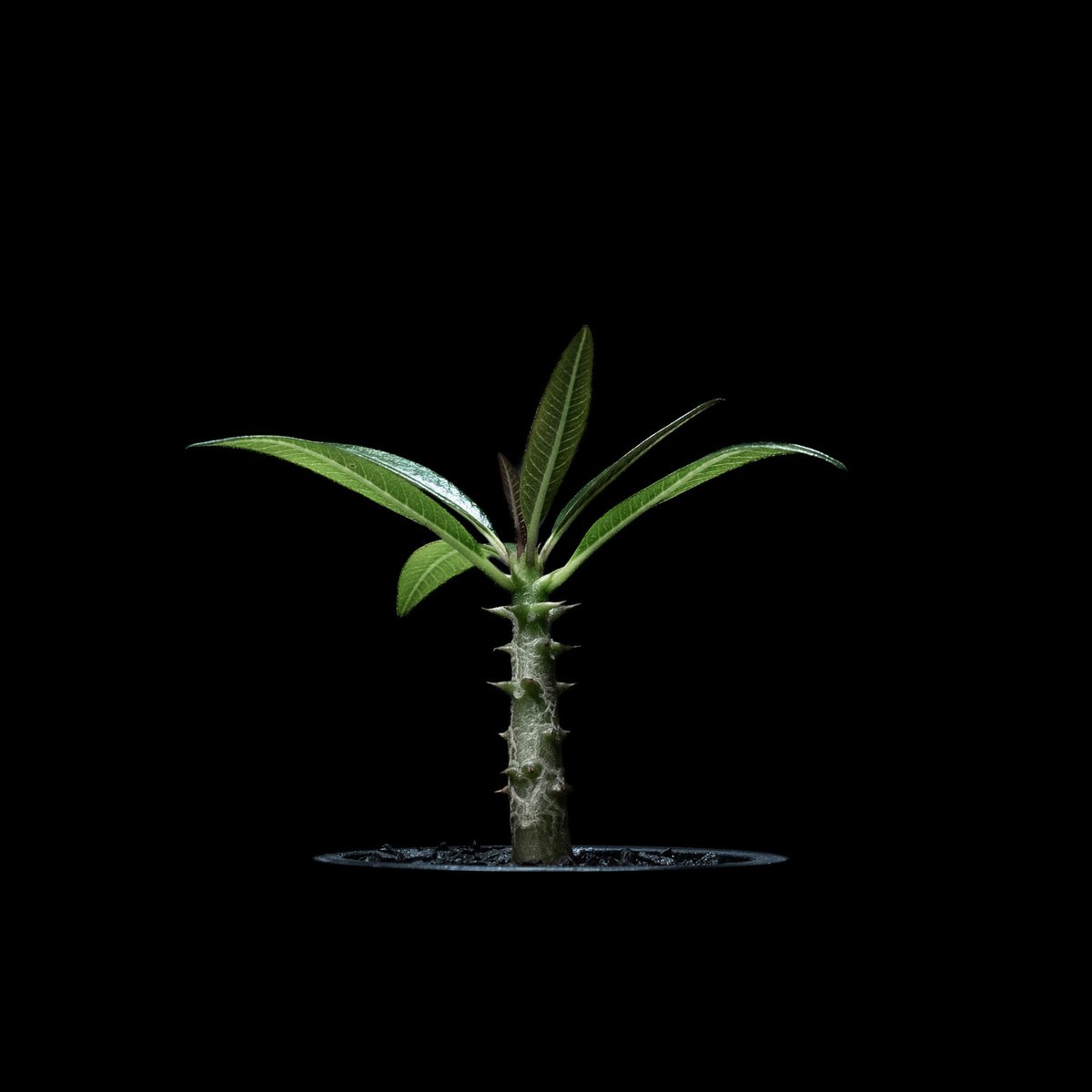 パキポディウム バロニー Pachypodium baronii パキポディウム バロニー / Pachypodium baronii #1 | Ducks (