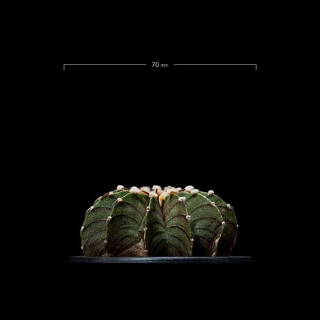 ギムノカリキウム属 フリードリッヒィ LB2178 / Gymnocalycium friedrihii LB2178 #18