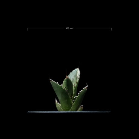アガベ チタノタ 魚刺 / Agave titanota ‘Fish Spine’ #5