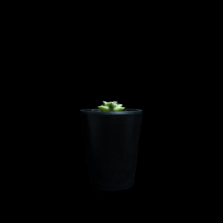 アガベ 王妃笹の雪 A型 白覆輪斑 ピンキー / Agave filifera var. compacta 'Pinky' #2