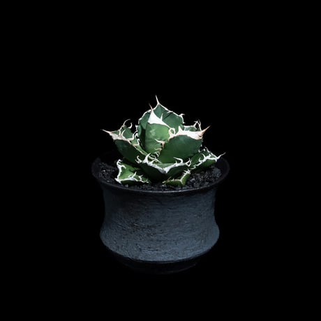 アガベ チタノタ 南アフリカダイヤモンド / Agave titanota 'South Africa Diamond'#13