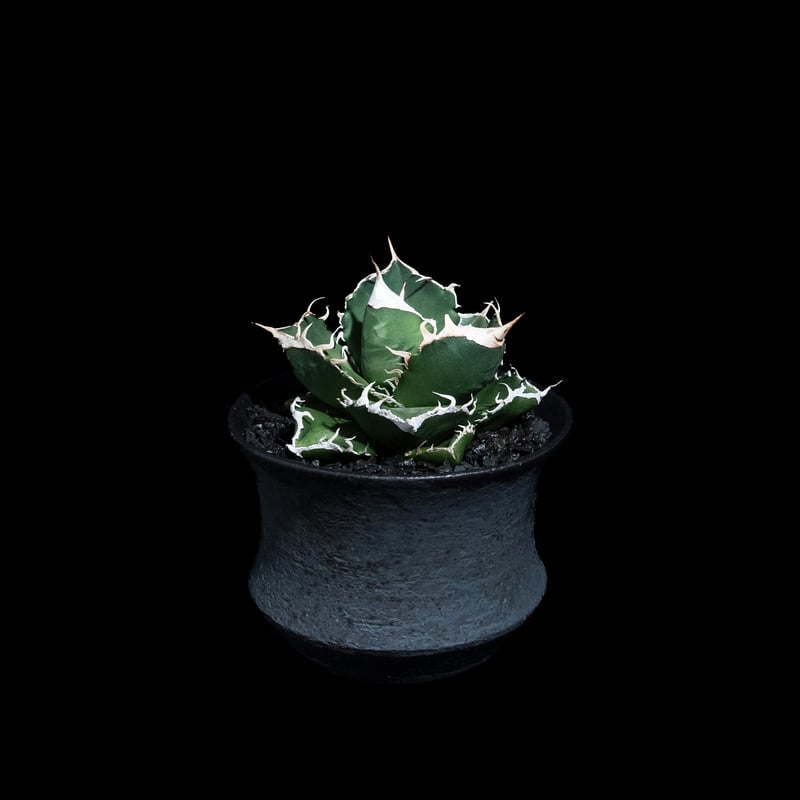 アガベ チタノタ 南アフリカダイヤモンド / Agave titanota 'South