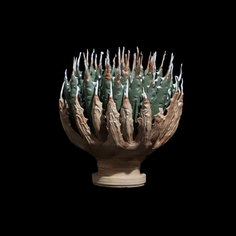 LOBINDON アガベフィギュア エボリスピナ | Ducks ( plants. )