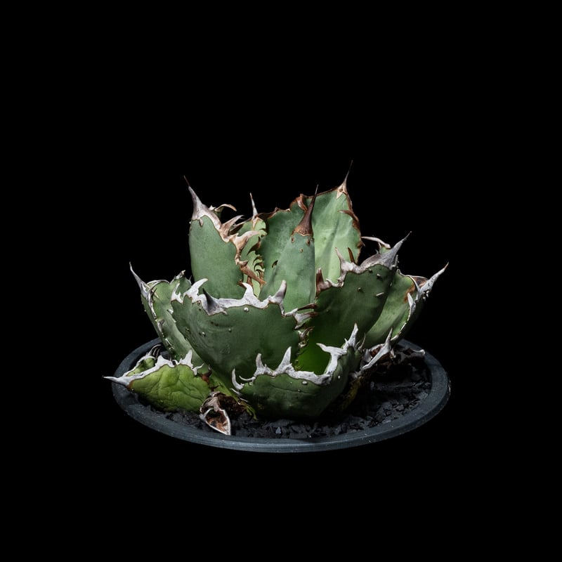 アガベ・チタノタ FO-222 / Agave titanota 'FO-222' #1 | ...