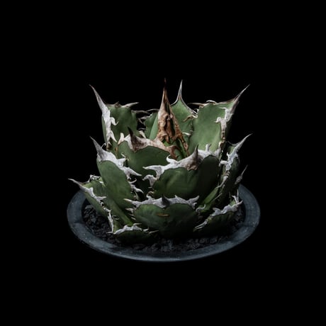アガベ チタノタ 烈焔 逆刺 / Agave titanota ‘Flame’ #1