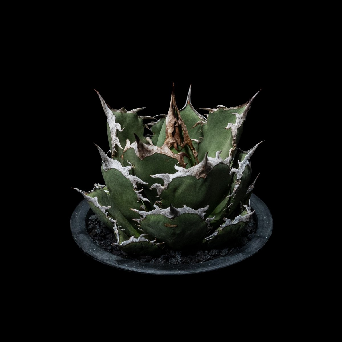 アガベ チタノタ 烈焔 逆刺 / Agave titanota 'Flame' #1 | Du...