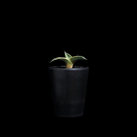 アガベ パリー トルンカータ オリザバ / Agave parryi var. truncata variegated 'Orizaba' #1