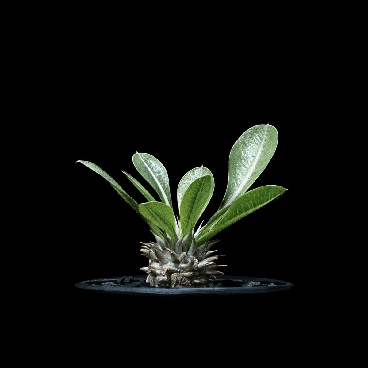 パキポディウム ブレビカリックス / Pachypodium densiflorum