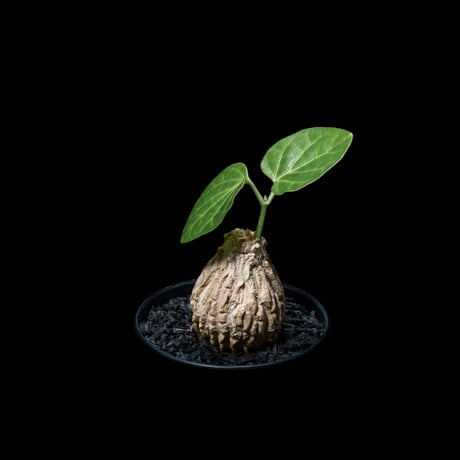 マテレア シクロフィラ / Matelea cyclophylla #2