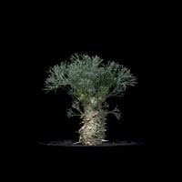 モンソニア ペニクリナム / Monsonia peniculina #19