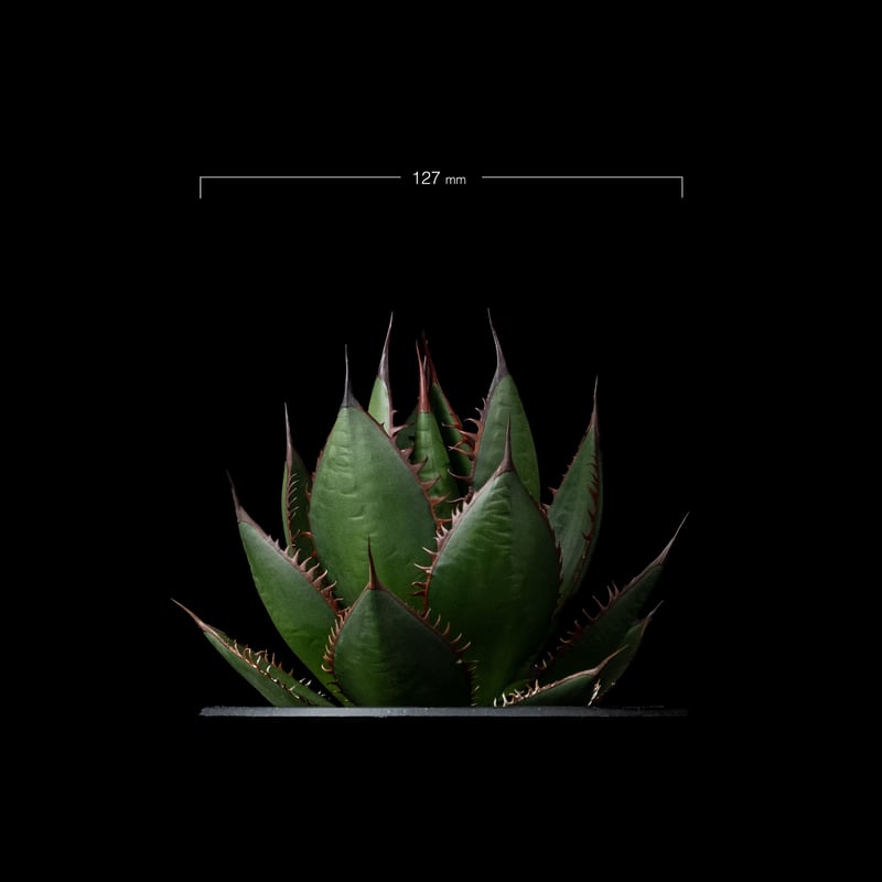 M&M × MASSES TYPE7 Aluminium L × アガベ ホリダ アガベ ホリダ