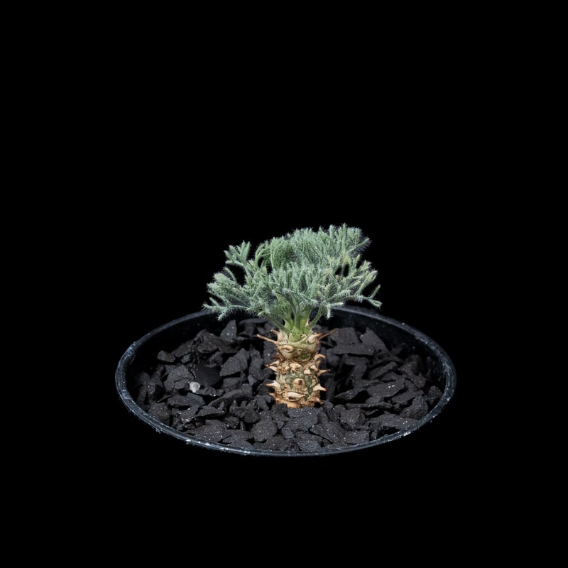 モンソニア ペニクリナム M.peniculinum 美株 モンソニア ペニクリナム | GREEN LUCK