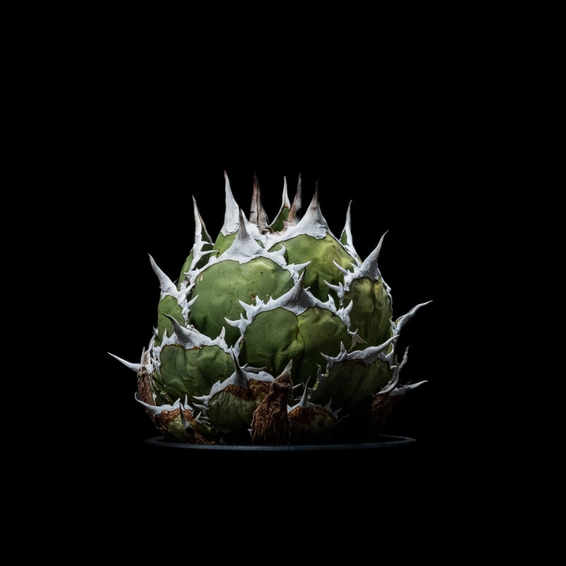 アガベ チタノタ 魚刺 / Agave titanota 'Fish Spine' #1 |