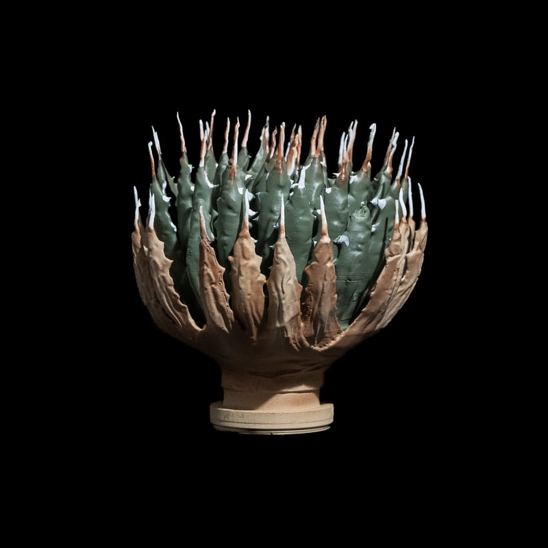 LOBINDON アガベフィギュア エボリスピナ | Ducks ( plants. )