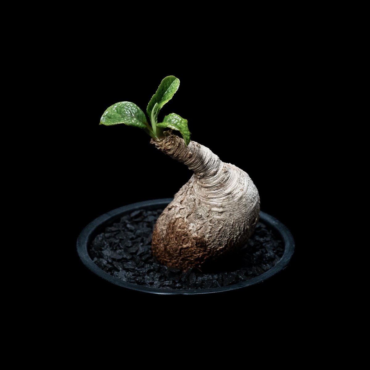 ユーフォルビア プリムリフォリア / Euphorbia primulifolia #1 |