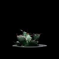 アガベ 王妃笹の雪 A型 白覆輪斑 ピンキー / Agave filifera var. co