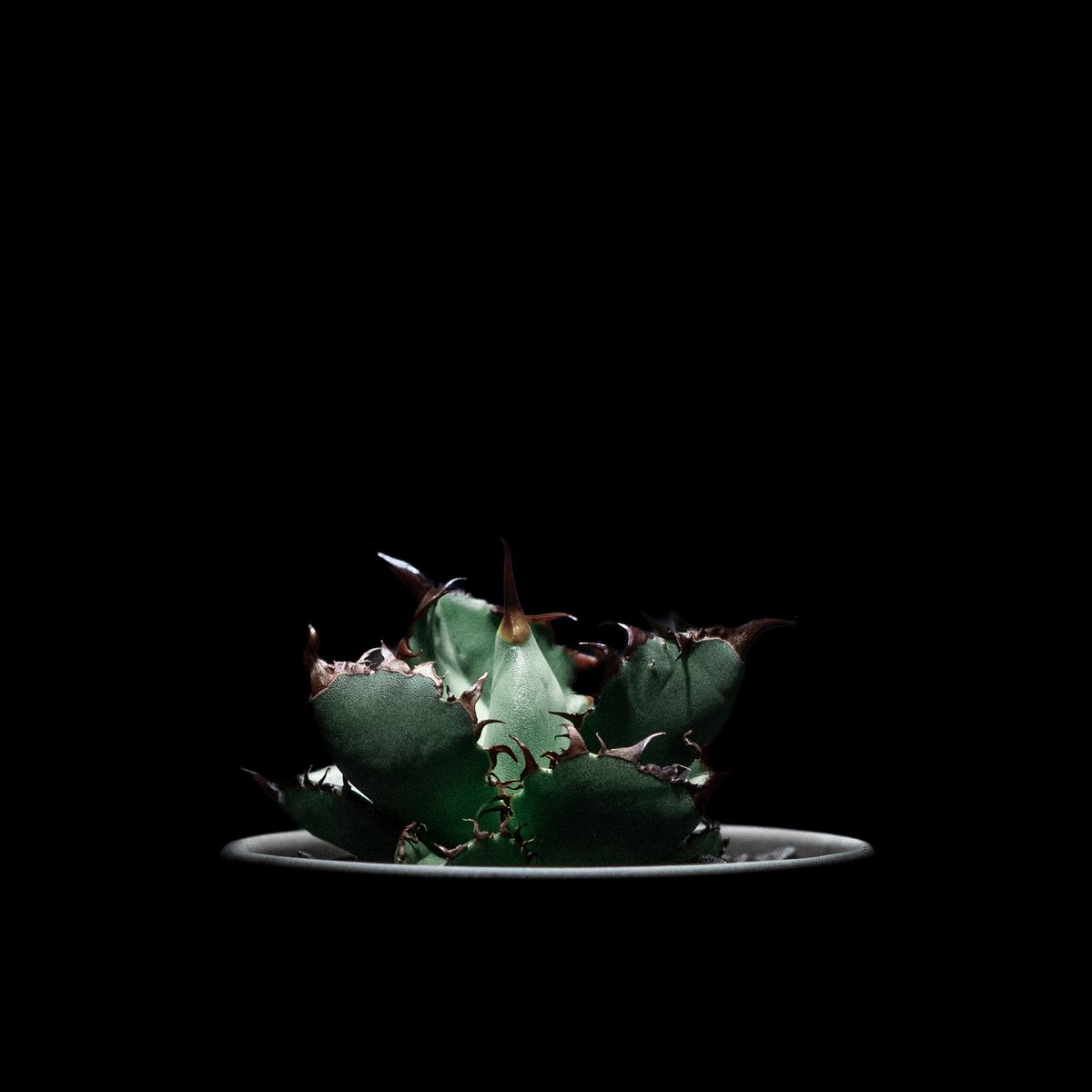 アガベ チタノタ ブラック&ブルー / Agave titanota 'Black & Blu