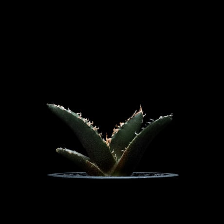 アガベ チタノタ 白鯨 / Agave titanota ‘White Whale’ #27