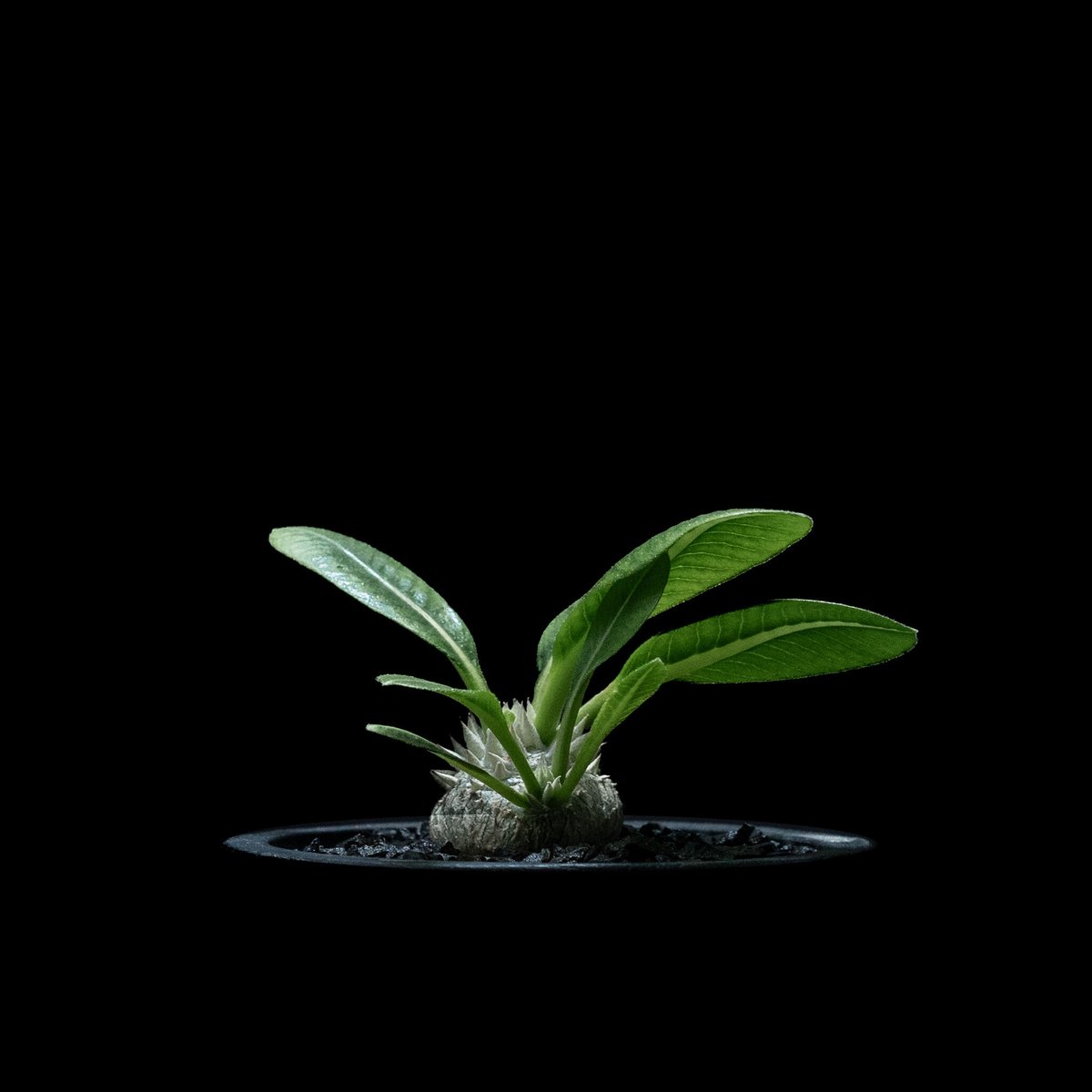 Pachypodium brevicaule パキポディウム・ブレビカウレ Pachypodium brevicaule【パキポディウム・ブレビカウレ・実生