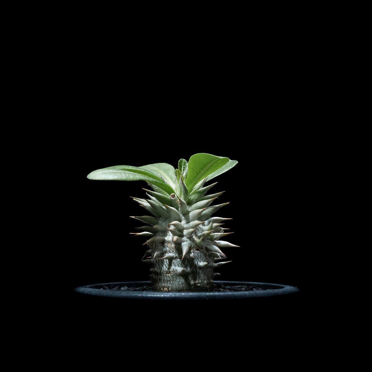 パキポディウム エブレネウム Pachypodium eburneum ① pachypodium eburneum《L size》※現地球株発根済※メクれ上がった