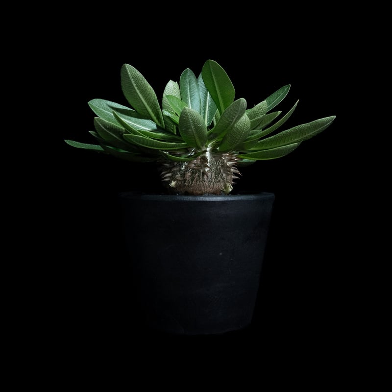 パキポディウム ブレビカウレ / Pachypodium brevicaule #11 | D