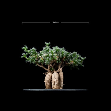 トリコディアデマ ブルボスム / Trichodiadema bulbosum #5