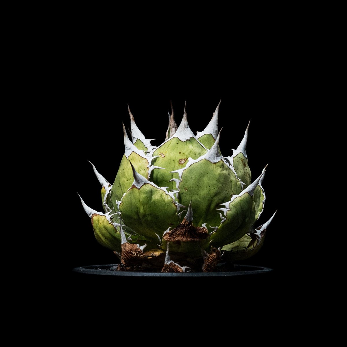 アガベ チタノタ 魚刺 / Agave titanota 'Fish Spine' #2 |