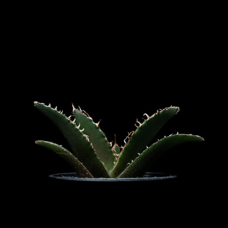 アガベ チタノタ 白鯨 / Agave titanota ‘White Whale’ #45