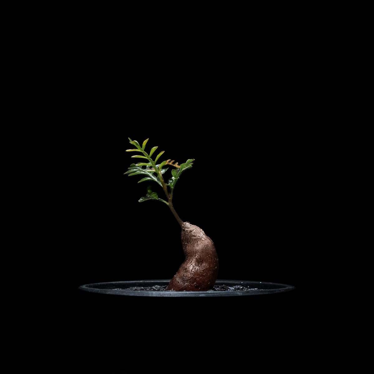 オペルクリカリア パキプス / Operculicarya pachypus #16 | D