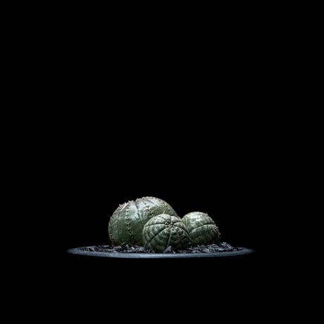 ユーフォルビア オベサ [多頭タイプ] / Euphorbia obesa f.caespitosa #9