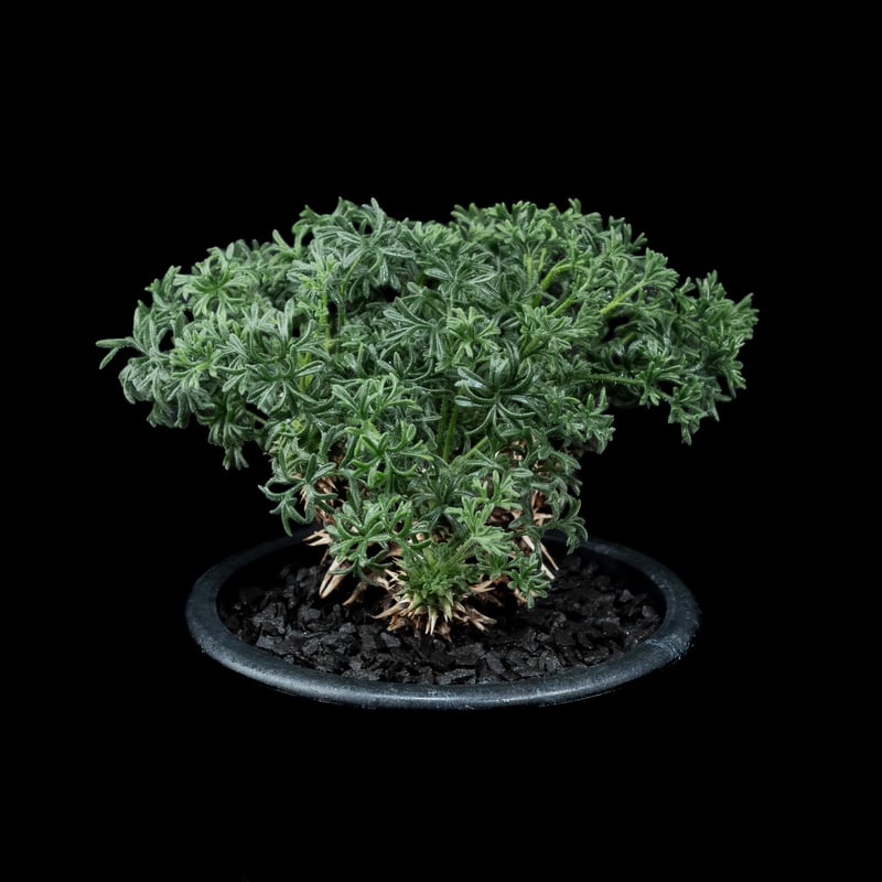 ペラルゴニウム ヒストリクス / Pelargonium hystrix #2 | Ducks