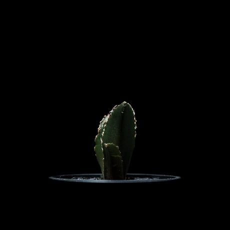 アガベ チタノタ 白鯨 / Agave titanota ‘White Whale’ #45