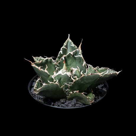 アガベ チタノタ 白鯨 / Agave titanota ‘White Whale’ #5