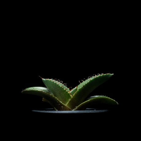 CATEGORY チタノタ 黒豹・ダイヤモンド | Ducks ( plants. )