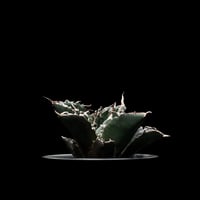 う*さ様 アガベ ピンキー 王妃笹の雪A型 白覆輪斑　極上 激レア】アガベ「ピンキー」 王妃笹の雪 A型 白覆輪斑 - 見元