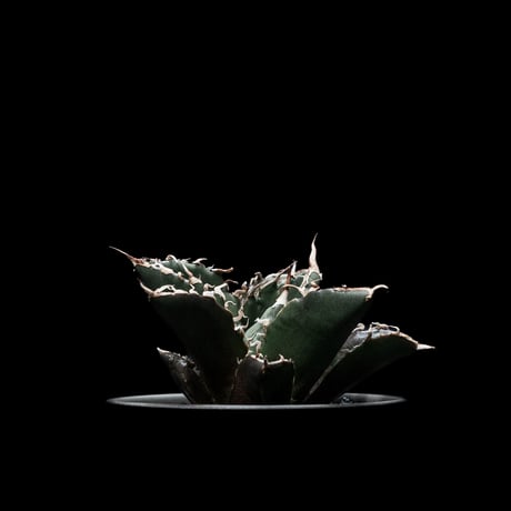 アガベ チタノタ 白鯨 / Agave titanota ‘White Whale’ #3