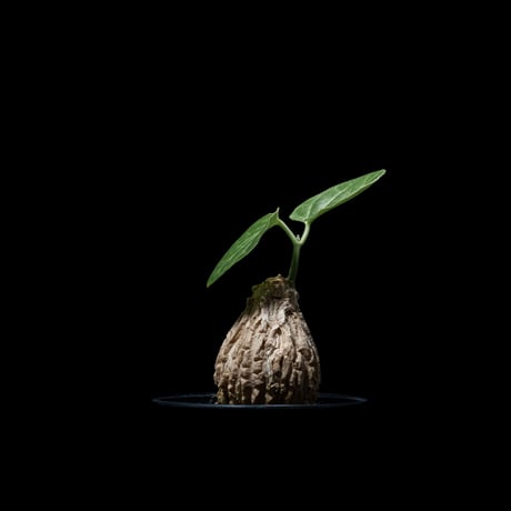 マテレア シクロフィラ / Matelea cyclophylla #2