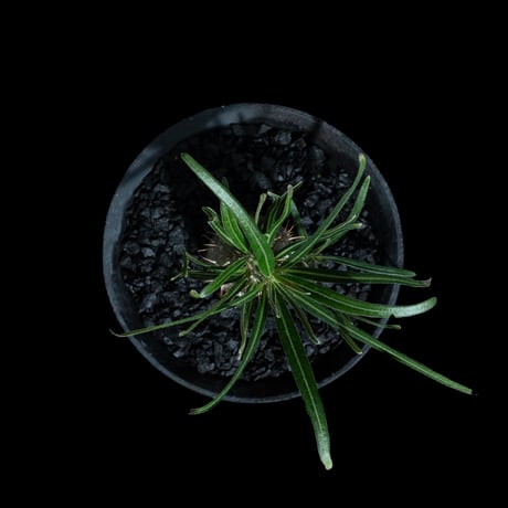 パキポディウム グラキリス / Pachypodium rosulatum var. gracilius #93