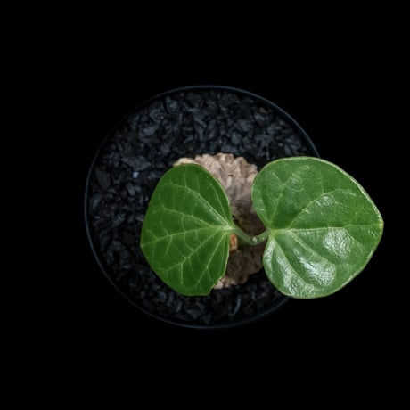 マテレア シクロフィラ / Matelea cyclophylla #2