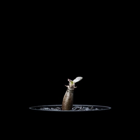 パキポディウム グラキリス / Pachypodium rosulatum var. gracilius #15
