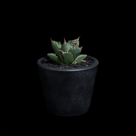 アガベ チタノタ 魔丸 / Agave titanota 'Mamaru' #1
