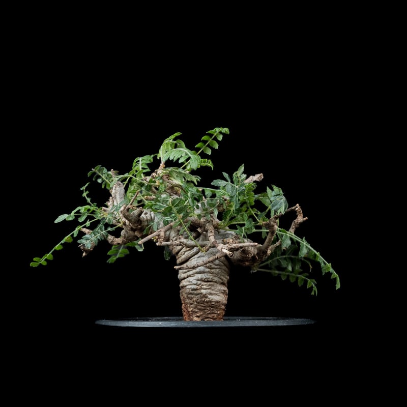 ボスウェリア　ネグレクタ ボスウェリア ネグレクタ / Boswellia neglecta #1 | Ducks (