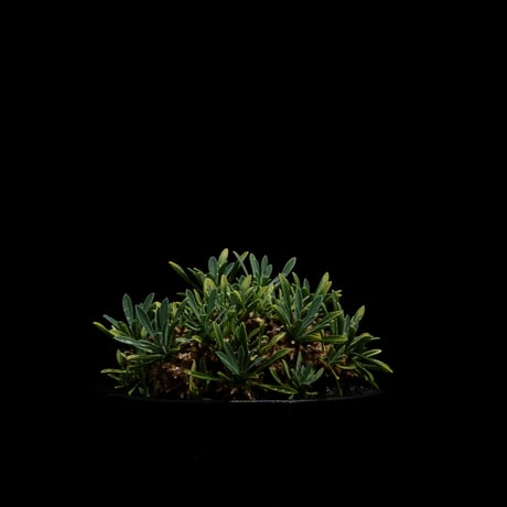 ユーフォルビア 峨眉山 / Euphorbia ‘Gabizan’ #10