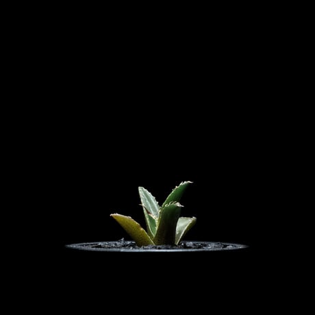 アガベ チタノタ シーザー / Agave titanota ‘Caesar’ #11