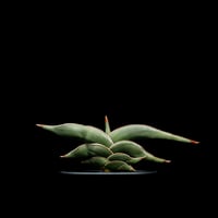 サンセベリア ロリダ / Sansevieria rorida #1
