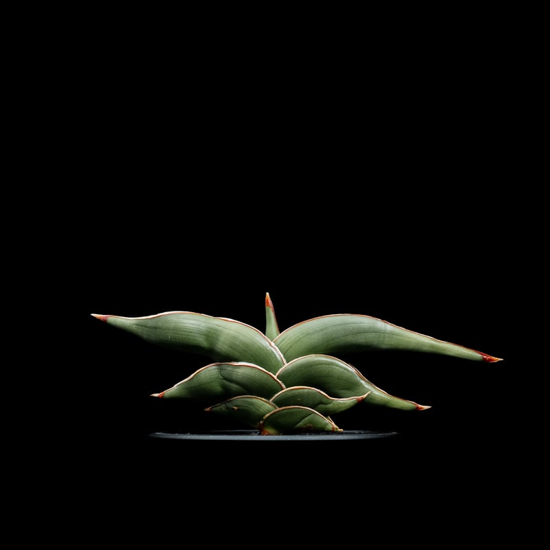 ⭐*️様 ＊Sansevieria Rorida＊サンスベリアロリダ＊斑入り＊ サンセベリア ロリダ 斑入り「Sansevieria rorida Var.」32G-1 |