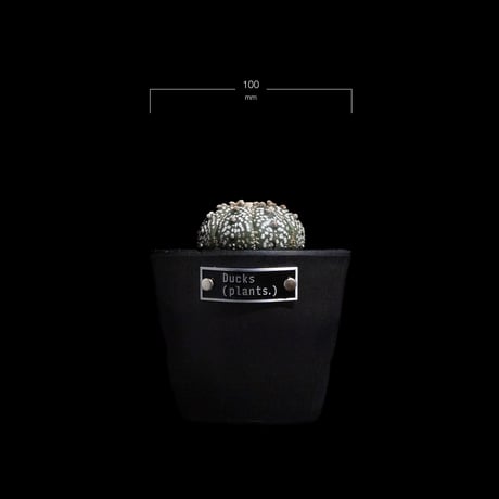 アストロフィツム アステリアス / Astrophytum asterias #7