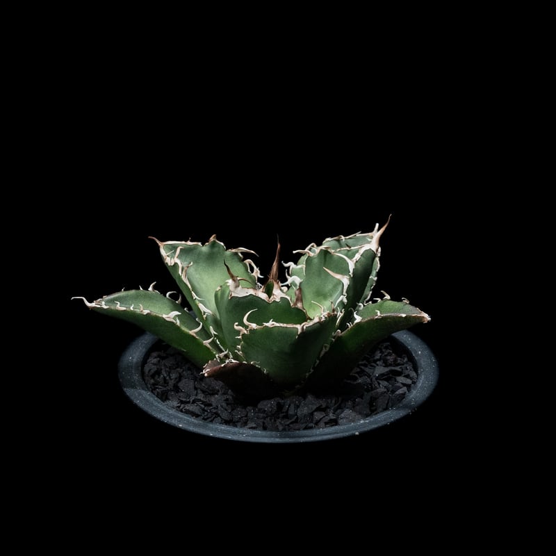 アガベ チタノタ 白鯨 / Agave titanota 'White Whale' #10